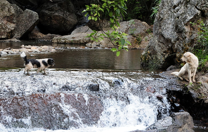 south africa, cascade, dog, water, nature, animal, river