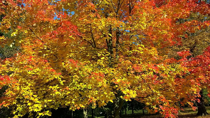 Syksy, syksyllä, lehdet, puu, Essex, puu, taivas