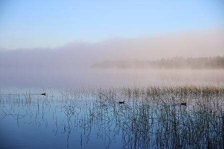 water, sea fog, mood, ducks