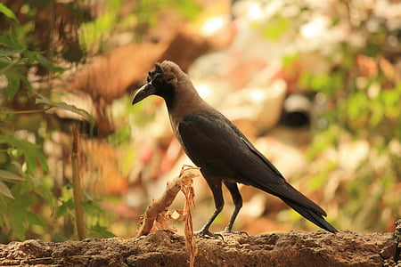 Crow, Raven, fugl, sort, perched, fjer, dyr