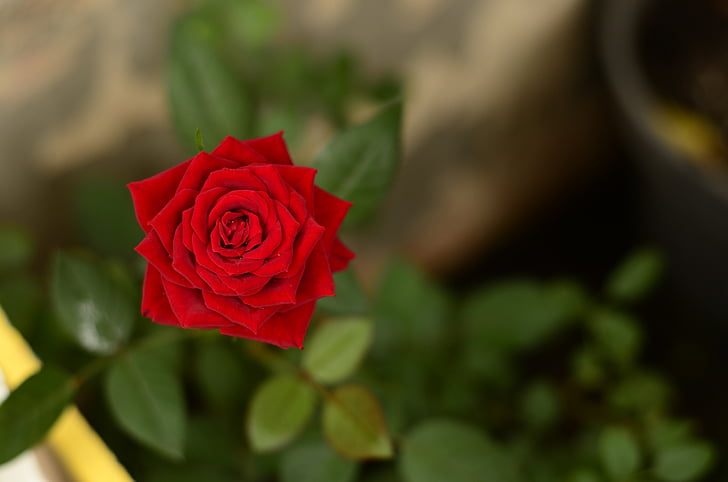 punane roos, lilled, blur, loodus