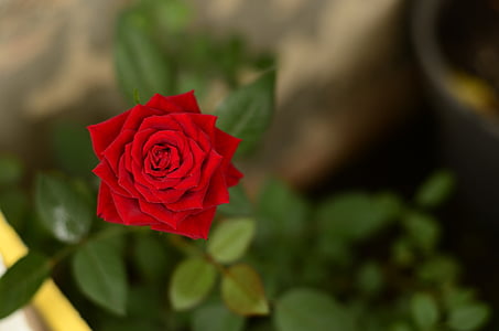 红玫瑰, 花, 模糊, 自然