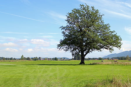 paisaje, Chiemgau, árbol, individualmente, Prado, vista lejana, distante