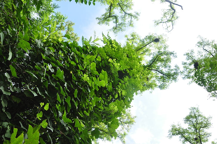Acacia, sous-famille des faboideae, parc verdoyant, nature, arbre, feuille, été