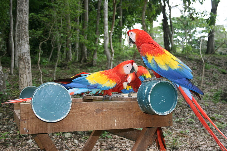papiga, Honduras, Srednja Amerika, ptica, životinja, Makao, priroda