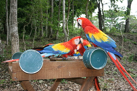 papegoja, Honduras, Centralamerika, fågel, djur, Macaw, naturen