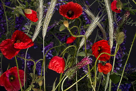 amapola, Klatschmohn, flor de amapola, rojo, orejas de Corzo
