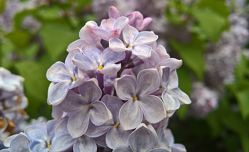 lilac, flowers, lilac flowers, bloom, closeup, lilac bush, purple flowers