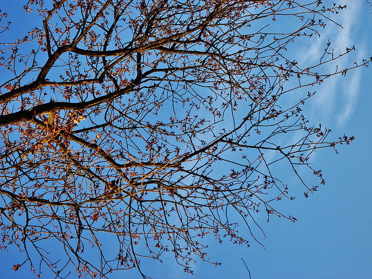 cabang, pohon, cabang, langit, biru, kontras, awan