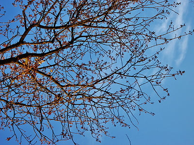 branca, arbre, branques, cel, blau, contrasten, núvol