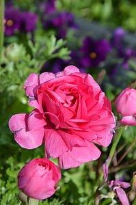 vaaleanpunainen kukka, Blossom, Bloom, Ranunculus, Sulje, kevään