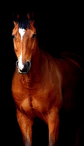 horse, brown, black background, brown horse, animal, animal world, domestic animals