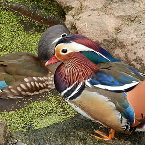 Mandarim Mandarin, um pássaro ornamental, Drake, bonito, vrubozobí, um pato ornamental, Aix galericulata
