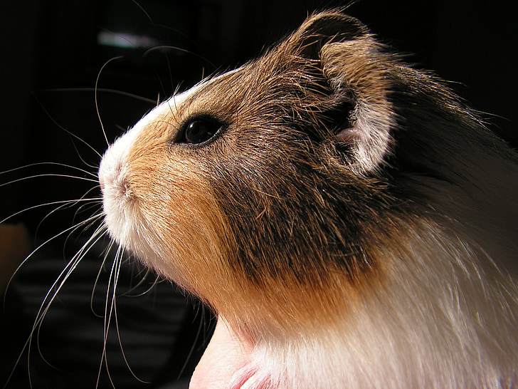 guinea-pig, head, portrait, animal, eye