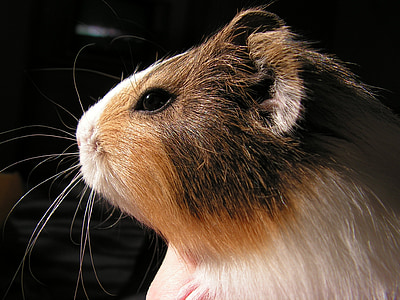 guinea-pig, head, portrait, animal, eye