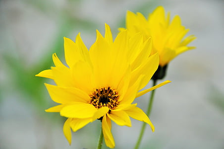 bunga, bunga kuning, kuning, bunga kuning, alam, musim semi, kelopak bunga