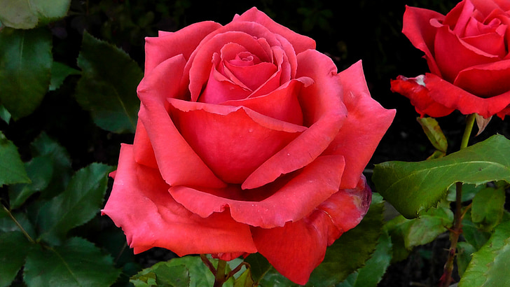 rouge, rose rouge, Rose, floraison rose, fleur, fermer, belle