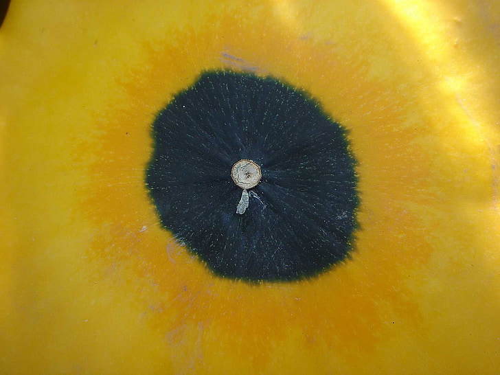 græskar, detaljer, cirkel, gul, Center