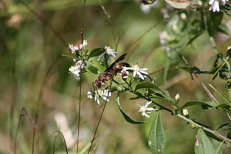 wasp, white flower, bugs life