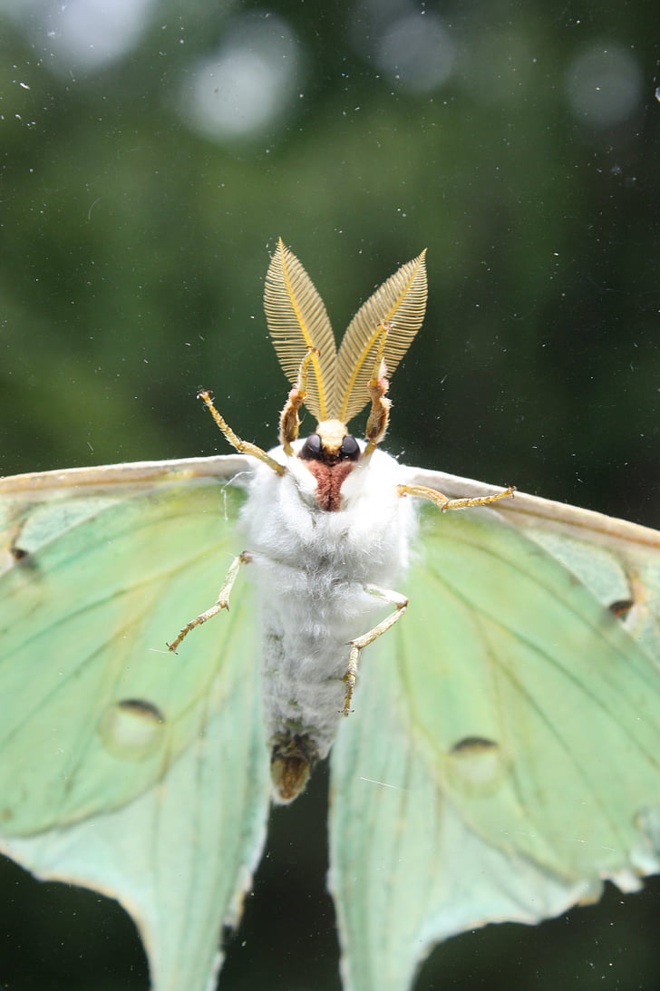 Luna moth, hmyz, chyby, létání, zelená, křídla, můra