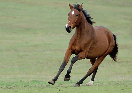 horse, dom, games, nature, gallop, animal themes, domestic animals