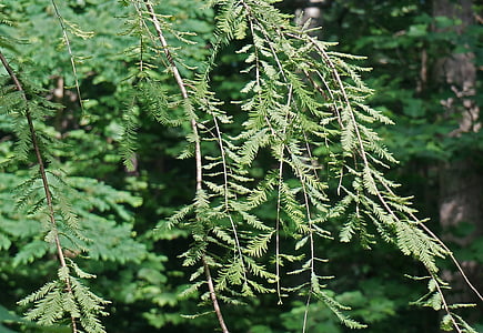 redwood do alvorecer, árvore ornamental, crescimento da mola, verde, evergreen decídua, planta, árvore