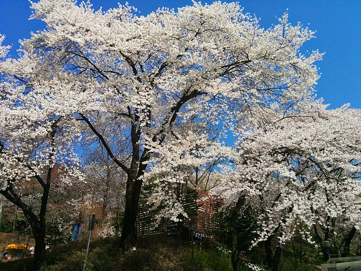 Sakura, kirsebærtre blomstrer, blomster, blomst