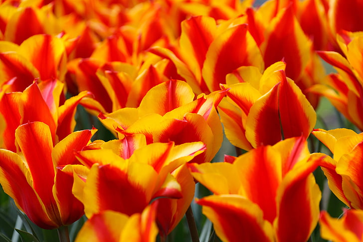červená, žltá, tulipány, Tulip, Zelená, pozadie, Tapeta