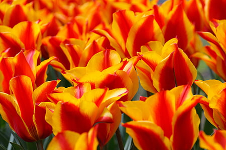 red, yellow, tulips, tulip, green, background, wallpaper