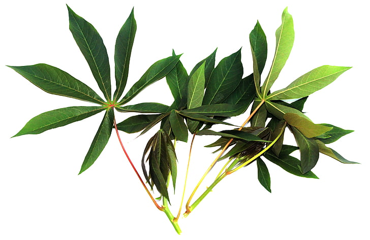 maniok listy, rastlinné, jedlo