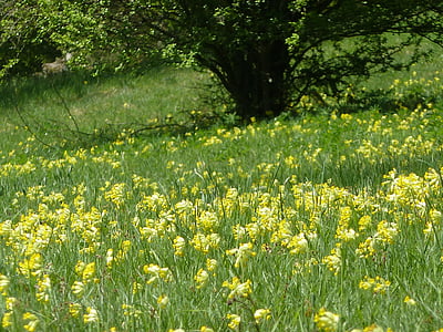 Ключові blumenwiese, Калюжниця болотної, Весна, цвітіння, Луговий, жовтий, квіти
