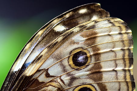 блакитний morphofalter, Морфо peleides, крила метелика, фоновому режимі, частковим видом, закрити, колір