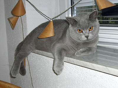 gatto, davanzale della finestra, Camacho, vista, fiducia