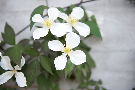 witte bloem, zomer bloem, bloem