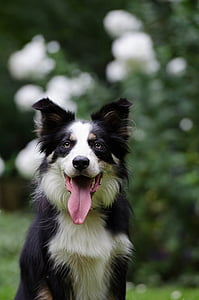 Portret, hond, Britse herdershond, huisdieren, buitenshuis, dier, Canine