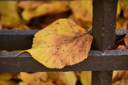 leaf, autumn, sheet in the autumn, transience, metal, leaf on metal, autumn leaf