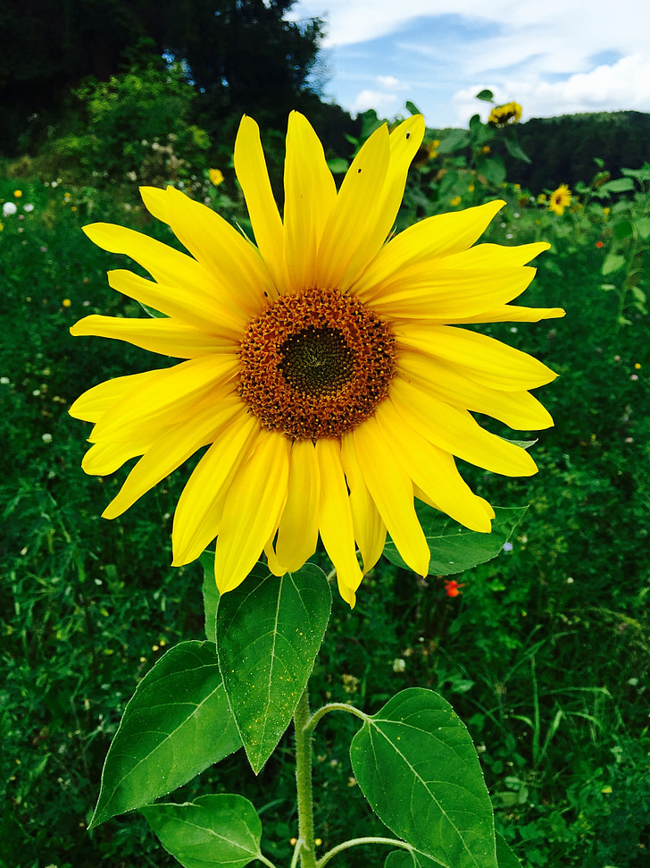 sommar, Sun flower, blomma