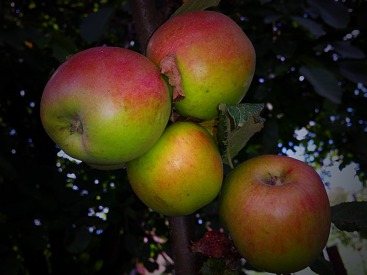 Park, jabolko, sadje, vrt, jeseni, Bio, eko