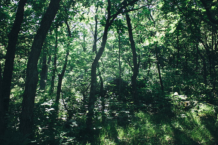 lasu, Natura, drzewa, Woods