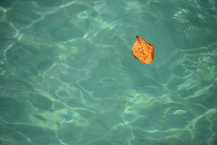 bay, water, leaf, ocean, peaceful, ripple, sea
