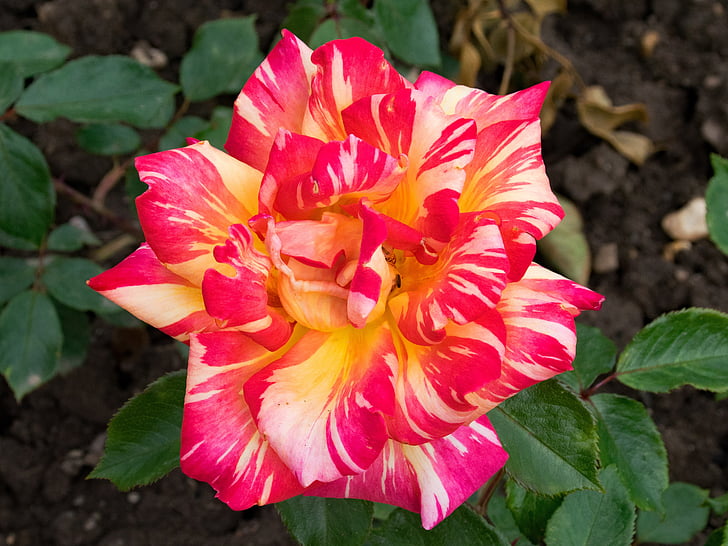 Rózsa, Harry wheatcroft, Caribia, Floribunda, virágok, piros, sárga