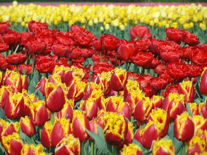 kvety, tulipány, pole, odrody, farebné, kvety, žiarovky
