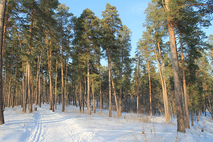 winter, forest, trees