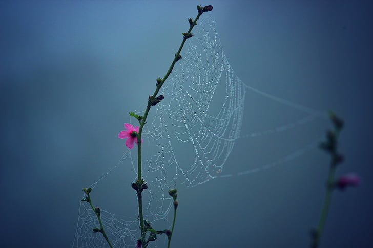 macro, photography, spider, web, dew, drops, flower