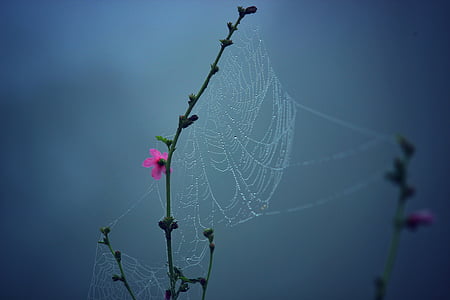 macro, fotografie, păianjen, Web, roua, picături, floare