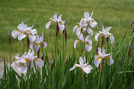 kwiaty, fioletowy, jasny fiolet, Ayame, Iris, Natura, kwiat