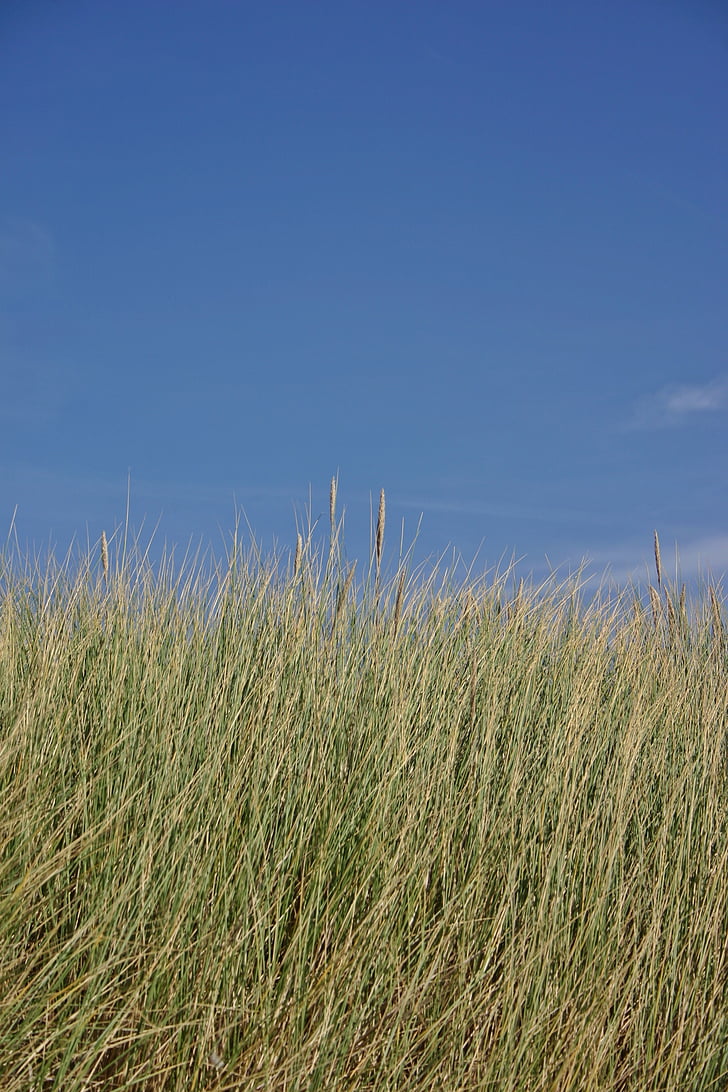Dune grass, duny, tráva, Příroda, mořská tráva, Severní moře, Já?