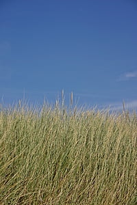 herbe de dune, dunes, herbe, nature, herbe de mer, mer du Nord, mer