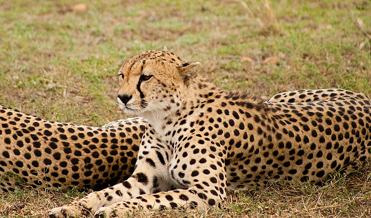 guepard, gran gat, vida silvestre, Predator, Safari, Kenya
