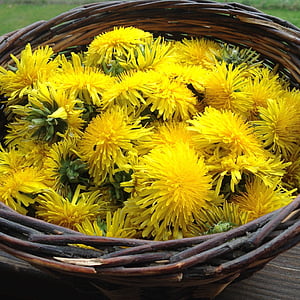 dandelion, spring, yellow flower, basket